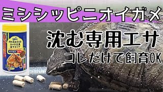 ミシシッピニオイガメ オススメのエサと食事シーン キョーリン　ヒカリ (Hikari) カメプロス 飼い方 入門　初心者向け　飼育法