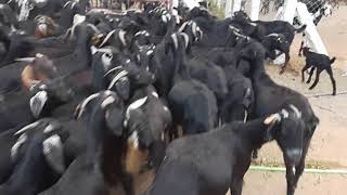 avanthika goat farm,goat farming in telangana,nizamabad