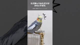 ママを呼んでみただけが可愛すぎた。永遠の3歳児オカメインコこはく