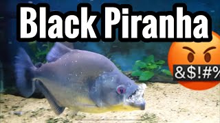 Rhom Black Piranha Feeding - Aquarium Care