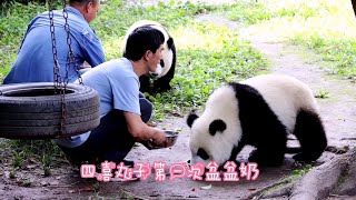 🐼双重喜庆第一次喝盆盆奶, 重重被吓得扭头就跑 First time to drink milk with a basin, ChongChong is scared to run away