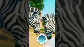 🦓Zebra Song for kids | The Discovery Team | Cartoon Show | Short