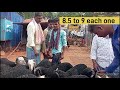 honnalli sheep and goat market update every wednesdays morning ..