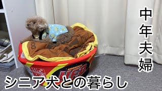 やりくり頑張る！１種間が始まりました　トイプードル／購入品