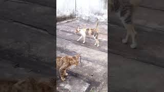 என்னது நான் எம்.ஜி.ஆர் மாதிரி இருக்கேனா #comedy #funny cat comedy 😅🤣😅😂😂😂🐈🐈🐈