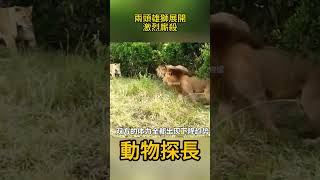 兩頭雄獅為了爭奪交配權，展開激烈廝殺#動物世界  #獅子 #動物世界