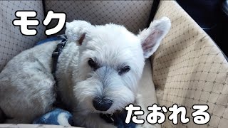 ミニチュアシュナウザー　モク物語🐶 　　第１２１話　モクたおれる