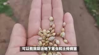 种小麦的最佳时期和注意事项