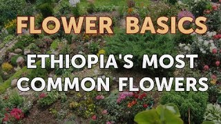 Ethiopia's Most Common Flowers