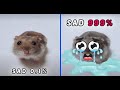 Sad Hamster Becomes More Sad