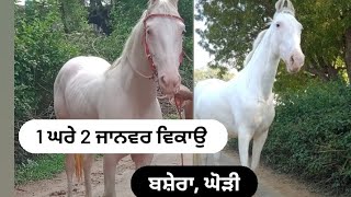 1ਘਰੇ 2 ਜਾਨਵਰ ਵਿਕਾਉ ਨੁੱਕਰੀ ਘੋੜੀ ਤੇ ਬਸ਼ੇਰਾ। #forsale one Mare and colt