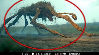 Unknown Creatures Captured On Trail Cameras Experts Cannot Identify