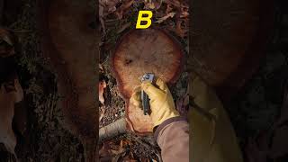 Which Would YOU Choose To Survive? #survival #bushcraft #camping