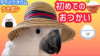 タイハクオウムが初めてのおつかいに行ったら‥‥。