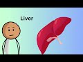 kids vocabulary body parts of the body learn english for kids english educational video