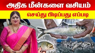 அதிக மீன்களை வசியம் செய்து பிடிப்பது எப்படி | மீன் பிடிக்க வசியம் | Omsritara