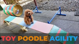 TOY POODLE AGILITY TRAINING