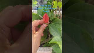 Day by day growth of a hibiscus flower #my first video#flower#hibiscus #music #newmusic