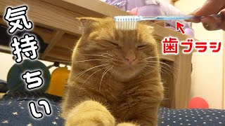 猫を歯ブラシでかまった結果が意外だった件！