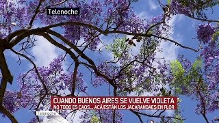 Cuando Buenos Aires se vuelve violeta