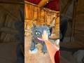 Meeting Toothless from How to Train your Dragon in EPIC UNIVERSE! #hosted