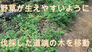 神奈川県・厚木市・愛川町・鳶尾山・道端の倒木を今後野草が生えやすい様に片付けました