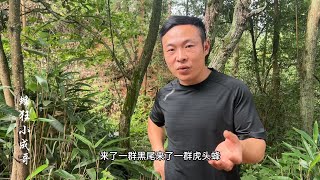 虎头蜂来舅舅蜂场捣乱把他急坏了，一标定位为小蜜蜂保驾护航