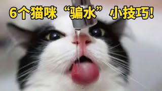 养猫必备❗️6个“骗水”小技巧❗️