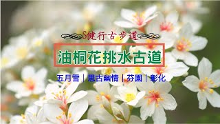 S步道｜油桐花挑水古道｜彰化縣｜芬園鄉｜五月初雪、油桐花開、來趟輕鬆愜意的古道之旅