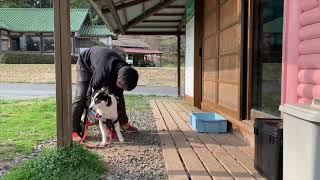 [ワンだふるファミリー]  お散歩が大好きなミックス ～ピースワンコ・ジャパン～