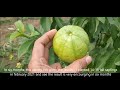 hisar safeda guava variety fruiting in six months छह महीने में फली फूली हिसार सफेदा अमरूद किस्म