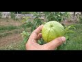 hisar safeda guava variety fruiting in six months छह महीने में फली फूली हिसार सफेदा अमरूद किस्म