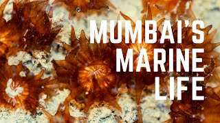 Meet Mumbai's Marine Life | Mumbai Mirror