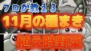 11月の種まき野菜　農家が教える初心者でもできる育てれる簡単なお野菜