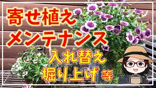 オステオスペルマム切り戻し/モンローウォーク植付/カレンデュラコーヒークリーム/金魚草ブロンズドラゴン/ヘリクリサムライムミニ/中耕/切り戻し/虫対策/敷くだけの土改良材