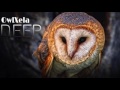 deep owlxela