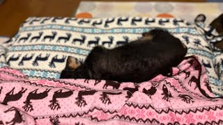 ４１秒で寝る愛犬੯‧̀͡⬮\\  おやすみなさ〜い😴　ミニチュアダックスフンド１６歳。