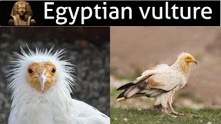 Egyptian vulture Top 15 Amazing facts in Hindi