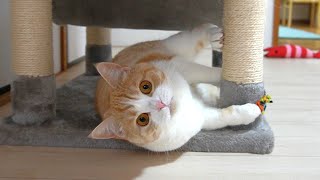 絶対後ろにも目がある猫【スコティッシュフォールド】【アビシニアン】