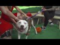 Clear the Shelters: Euclid Animal Shelter introduces us to Tatter!