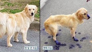 가출 후 한 달 만에 돌아온 ‘미스터리 犬’ 대박이 @순간포착 세상에 이런 일이 1049회 20190829