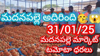 31-01-25 Madanapalle Tomato Market price Today || Today Tomato Market Rate in Madanapalle #today