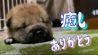 柴犬の赤ちゃんが寝てる姿が可愛すぎた！生後16日目。