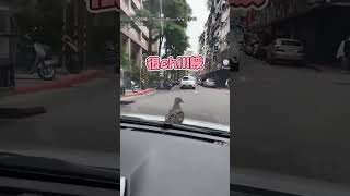 【搭霸王車XD】半路遇金背鳩搭便車 駕駛笑翻：跳表90還沒收！｜汽車｜馬路｜金背鳩｜搭便車｜搞笑