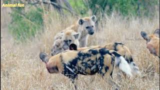 African jackal pack besieges three hyenas, hyena reinforcements arrive quickly