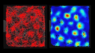 Grid cell (rat medial entorhinal cortex) recorded over 45 minutes of foraging