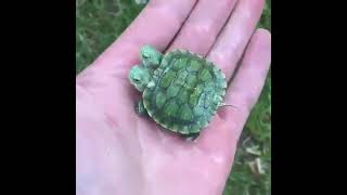 一つの甲羅に入った双子の亀、これは初めて目にした…🐢