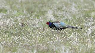 ♪鳥くん野鳥動画（茨城県神栖市）キジ♂お花畑JO6A4344