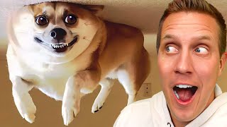Cute Dogs And Cats Videos 2023 😅👌 - Best Animal Video Compilation Of The Month 😁