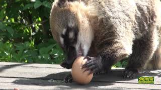 Meet our coati ladies